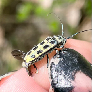 高尾山周辺での昆虫採集