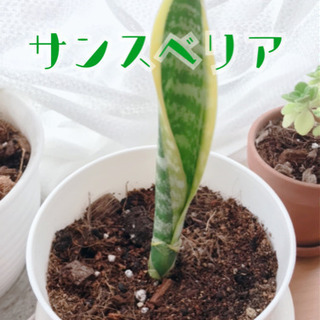 大定番‪の観葉植物🌱‬サンスベリア苗