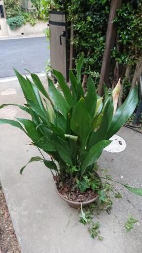ハラン★葉蘭★アイビー★ホトトギス★鉢ごとどうぞ★ガーデニング★園芸★鉢苗★観葉植物★お料理を素敵に