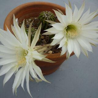 サボテン　さぼてん　大きな白い花が咲くサボテン