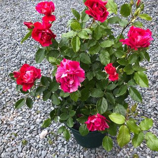 中古バラ苗が無料 格安で買える ジモティー