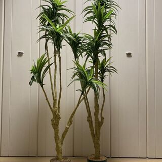 【ネット決済】観葉植物　二個セット