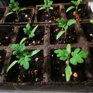 【ネット決済】鉢植えミニトマトの幼苗