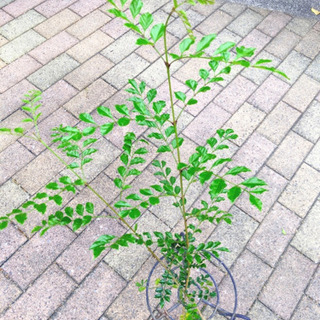 庭木　人気のシマトネリコ植樹苗