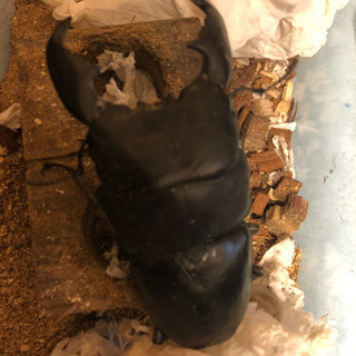 スマトラオオヒラタ 使用済、合計6匹