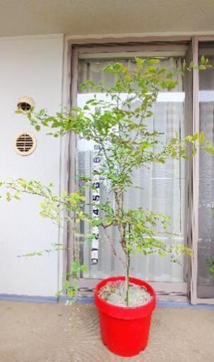 ブルーベリー　パウダーブルー　苗木　大苗　家庭菜園　果樹