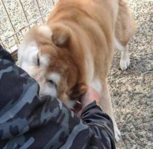 上級者向き ここちゃん 泉の柴犬の里親募集 ジモティー 上級者向き ここちゃん 泉の柴犬の里親募集 ジモティー