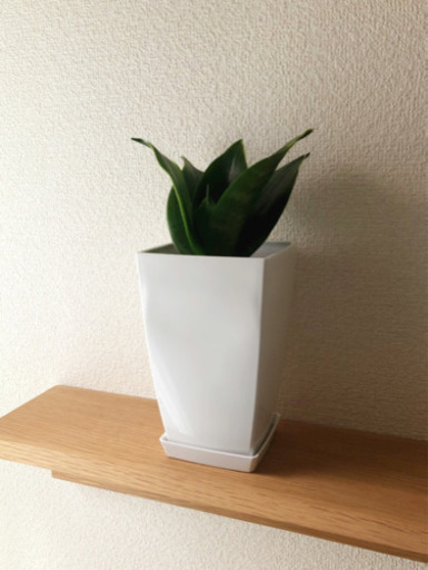 観葉植物　サンセベリア・ハニー　25cm　3号鉢と受け皿付き
