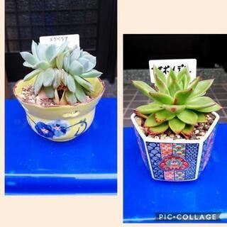 エケベリア　マドレーヌ他