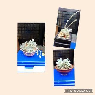 エケベリア　マドレーヌ他