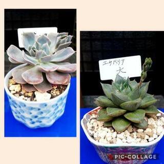 エケベリア　マドレーヌ他
