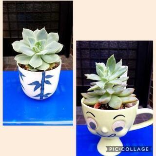 エケベリア　マドレーヌ他