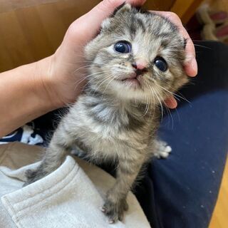 野良猫の子猫 里親募集