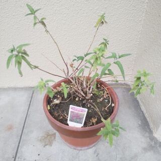 中古アメジストセージが無料 格安で買える ジモティー