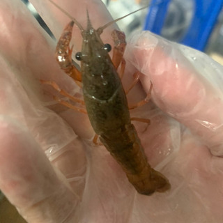 🦞色変わりザリガニ🦞