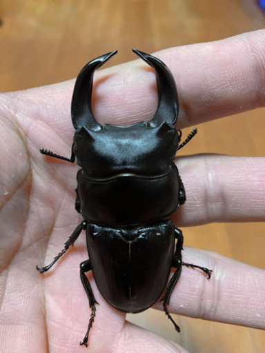 完売】⓵ホペイオオクワガタ 新成虫ペア ♂71.5㎜♀フリー 未後食 未 ...