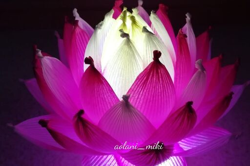 紙で作る蓮の花 ハスワーク Aolanimiki 明石のその他の生徒募集 教室 スクールの広告掲示板 ジモティー