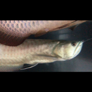 アロワナ シルバーアロワナ Alba Com Gt