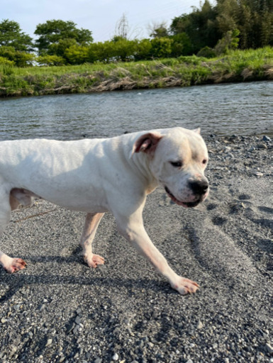 保護犬 けんた 揖斐のその他の里親募集 ジモティー