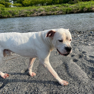 保護犬 けんた 揖斐のその他の里親募集 ジモティー