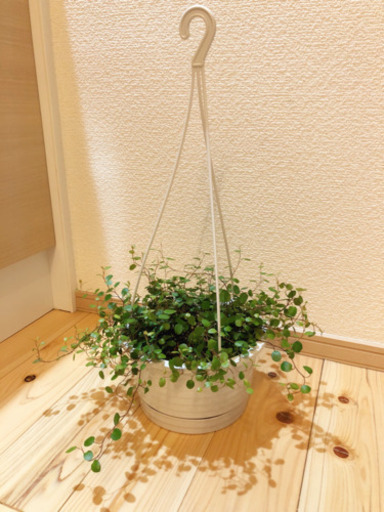 観葉植物　ボリューム満点☆ワイヤープランツ　5号ハンギングプランター付き
