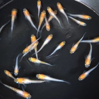 【メダカ】あけぼの紅白ラメ 幼魚10匹