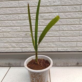 【ネット決済】ココスヤシ　鉢植え
