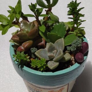 愛媛県の中古多肉植物が無料 格安で買える ジモティー