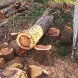 木の伐採作業
