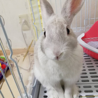 うさぎ 里親募集 6ページ目 ジモティー うさぎ 里親募集 6ページ目 ジモティー