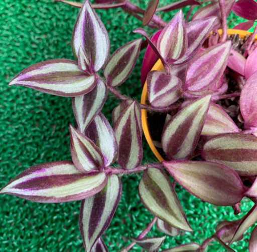 多肉植物 トラディスカンティア セブリナ 植物苗 希少 大人気 みんみん 三ツ境のその他の中古あげます 譲ります ジモティーで不用品の処分