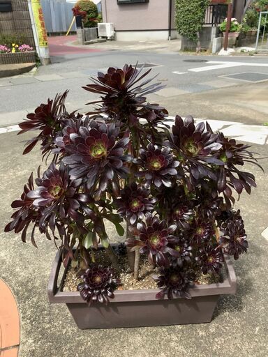 大きな黒法師（多肉植物）プランター①