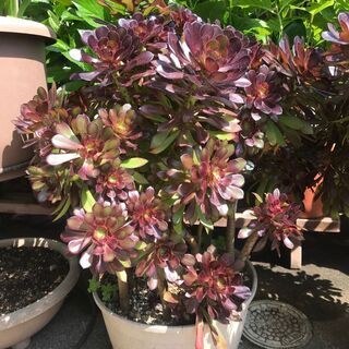 大きな黒法師（多肉植物）大
