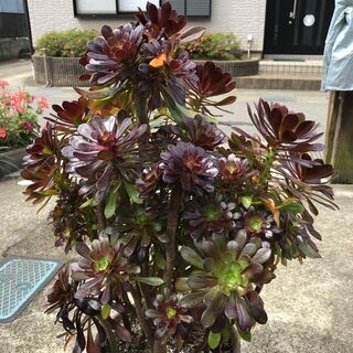 大きな黒法師（多肉植物）特大