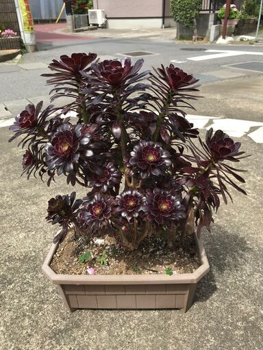 大きな黒法師（多肉植物）プランター③