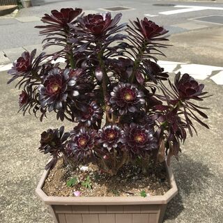 中古黒法師が無料 格安で買える ジモティー
