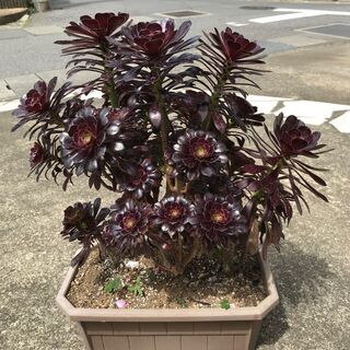 大きな黒法師（多肉植物）プランター③