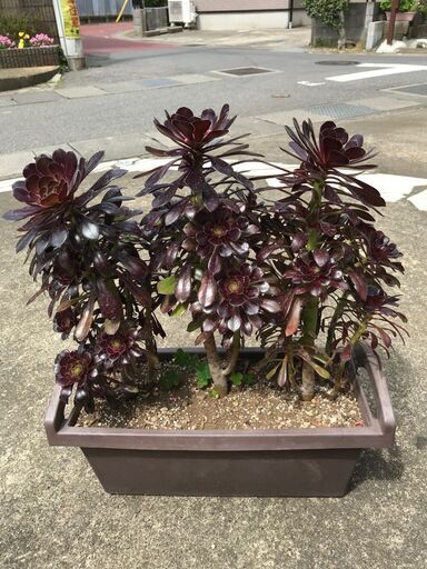 大きな黒法師（多肉植物）プランター②