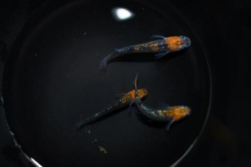 超人気の 改良メダカ 販売 Nmb 名古屋中川区 安心の実店舗販売 Nmb35 尾頭橋のペットの無料広告 無料掲載の掲示板 ジモティー