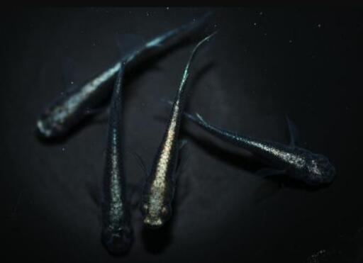 超人気の 改良メダカ 販売 Nmb 名古屋中川区 安心の実店舗販売 Nmb35 尾頭橋のペットの無料広告 無料掲載の掲示板 ジモティー