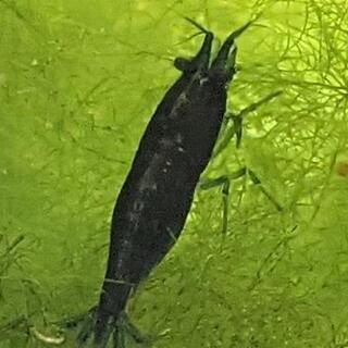 中古ベルベットブルーシュリンプが無料 格安で買える 2ページ目 ジモティー