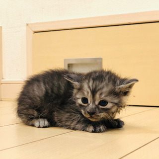 産まれたばかりの子猫です