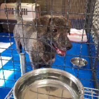 愛知県の犬の里親募集 ジモティー 愛知県の犬の里親募集 ジモティー