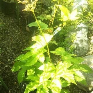 キョウガノコ(京鹿子) 桃色花13.5cmポット苗 落葉性多年草