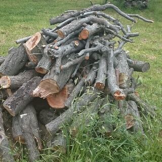 果樹の伐採・剪定した木  薪等にどうですか！？  無料にて。