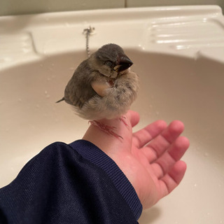 今年の4月中旬生まれの桜文鳥です