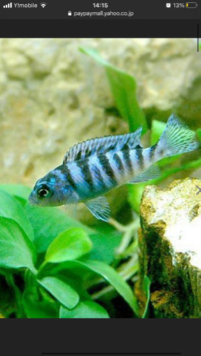 値下げ アフリカシクリッドの子供です 10匹1セット 鮮やかな体色 熱帯魚としても人気が高い 俊輔 須恵中央のその他の中古あげます 譲ります ジモティーで不用品の処分