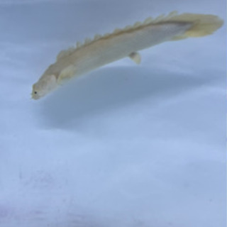 その他 プラチナエンドリケリー