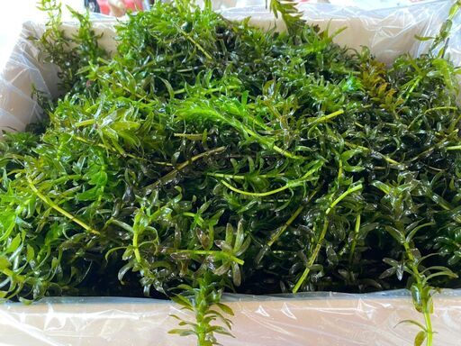アナカリス cm以上30本送料込み600円 無農薬 水抜き エサメダカ ザリガニ 水草必見 自家繁殖 まる 坂東のその他の中古あげます 譲ります ジモティーで不用品の処分