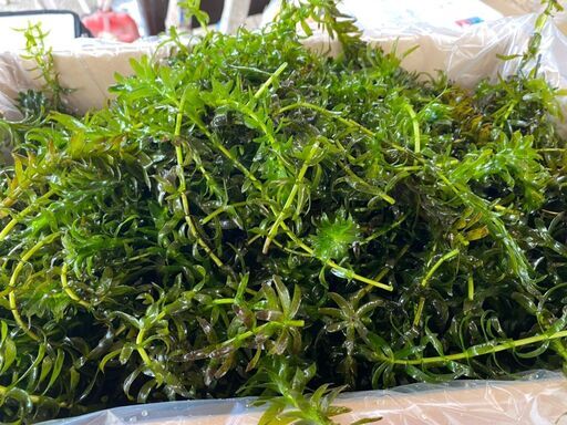 アナカリス cm以上30本送料込み600円 無農薬 水抜き エサメダカ ザリガニ 水草必見 自家繁殖 まる 坂東のその他の中古あげます 譲ります ジモティーで不用品の処分 アナカリス cm以上30本送料込み600円 無農薬 水抜き エサメダカ ザリガニ 水草必見 自家繁殖 まる 坂東のその他の中古あげます 譲ります ジモティーで不用品の処分